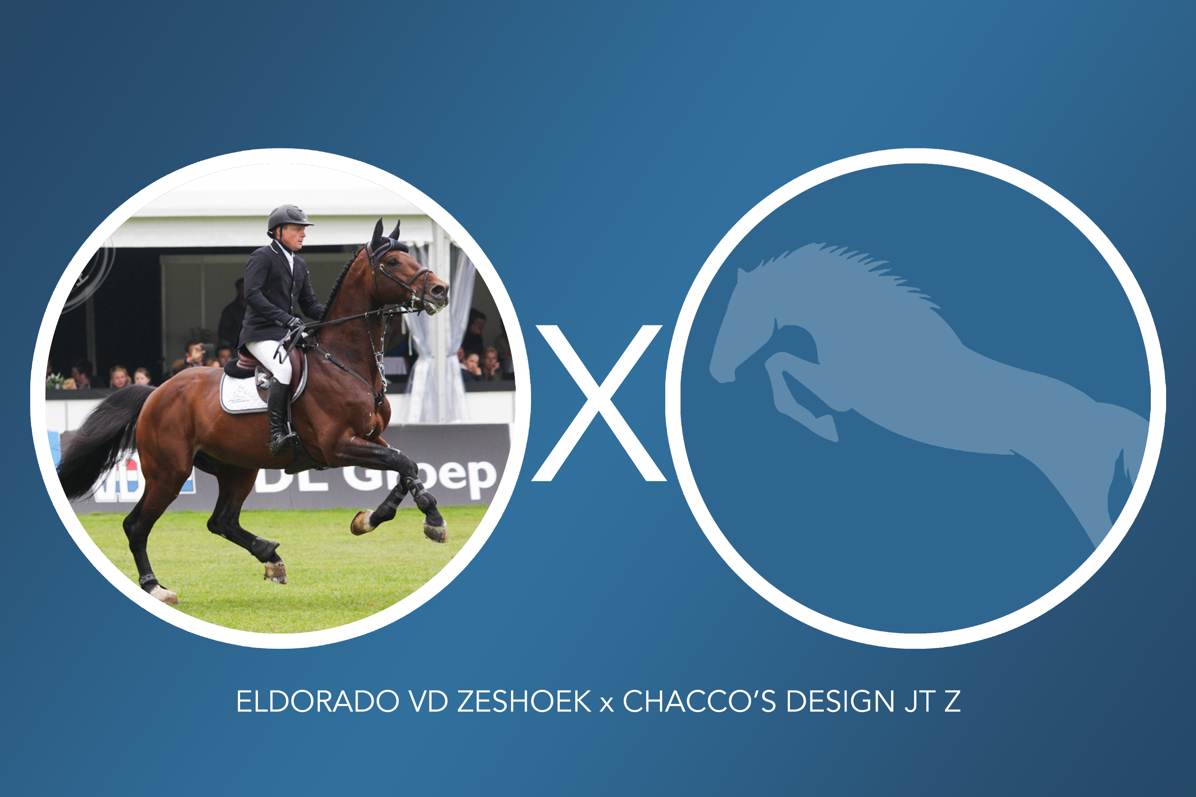 Embryo (Eldorado Van De Zeshoek TN x Chacco's design jt z) - image 1