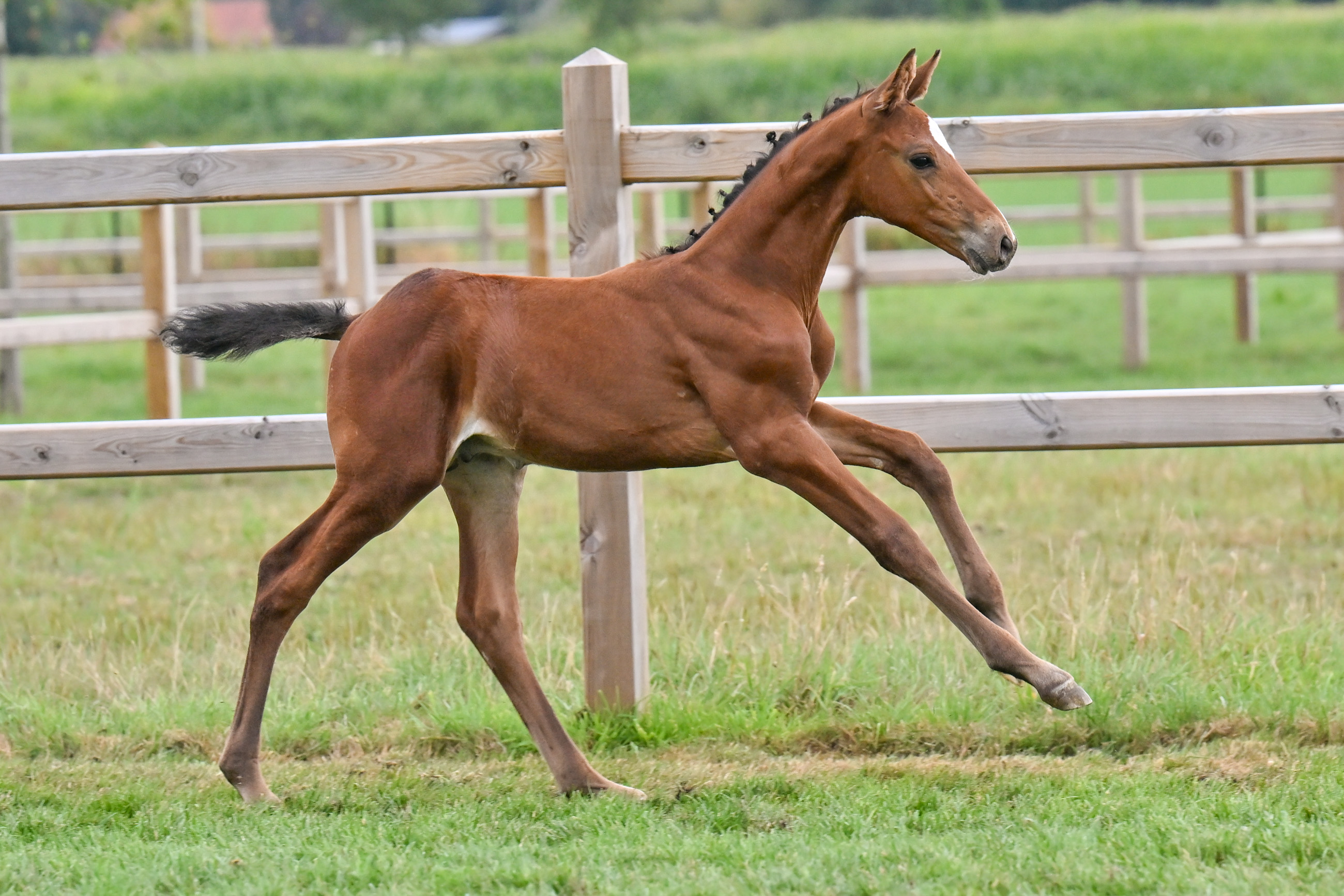Emiliano EQ Z - image 1