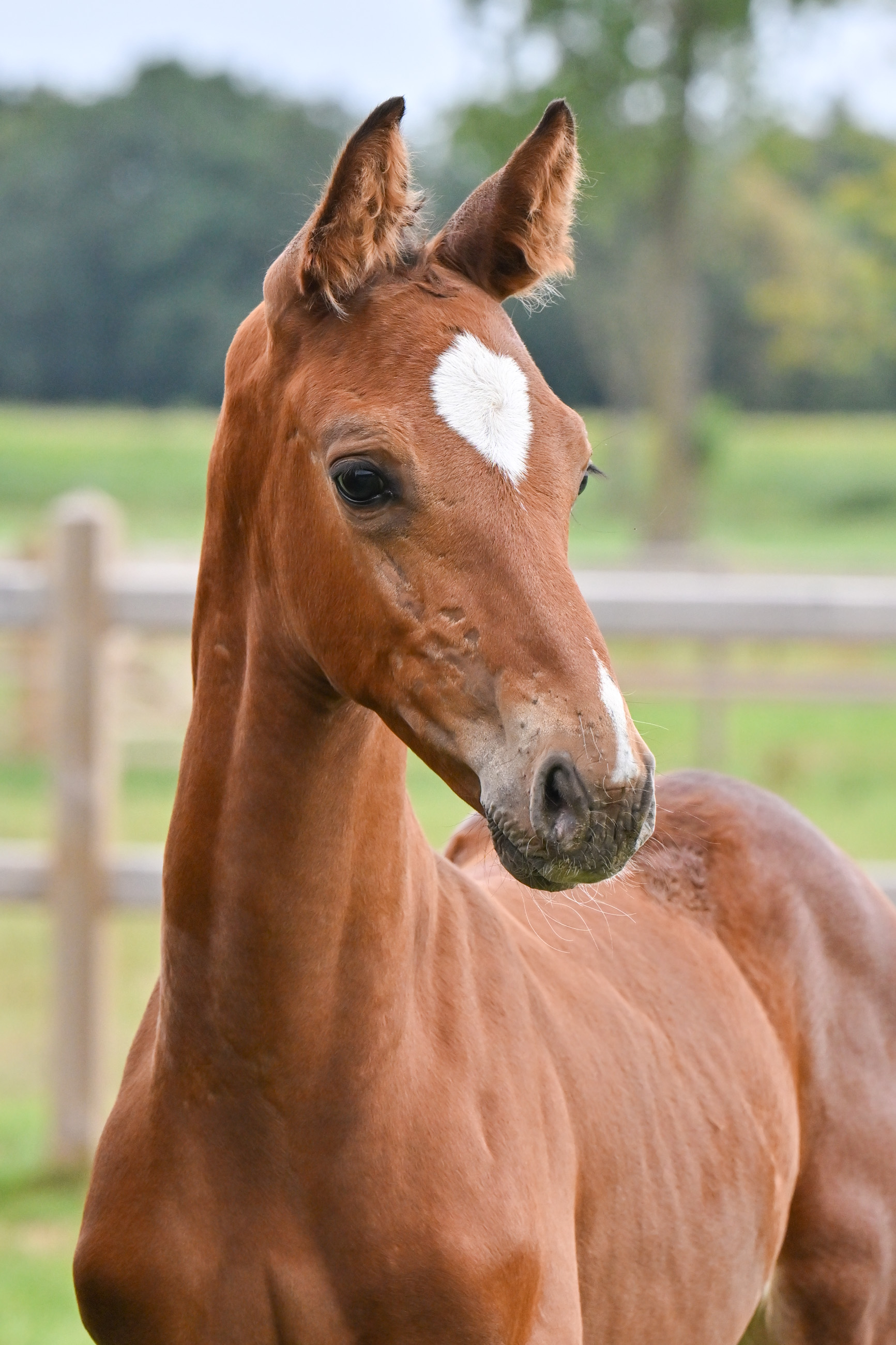 Emiliano EQ Z - image 3