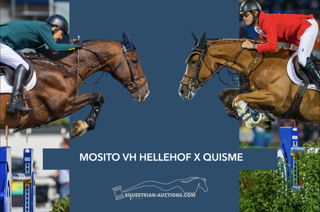 Embryo (Mosito van het hellehof x Quisme van spieringenberg) - image 1