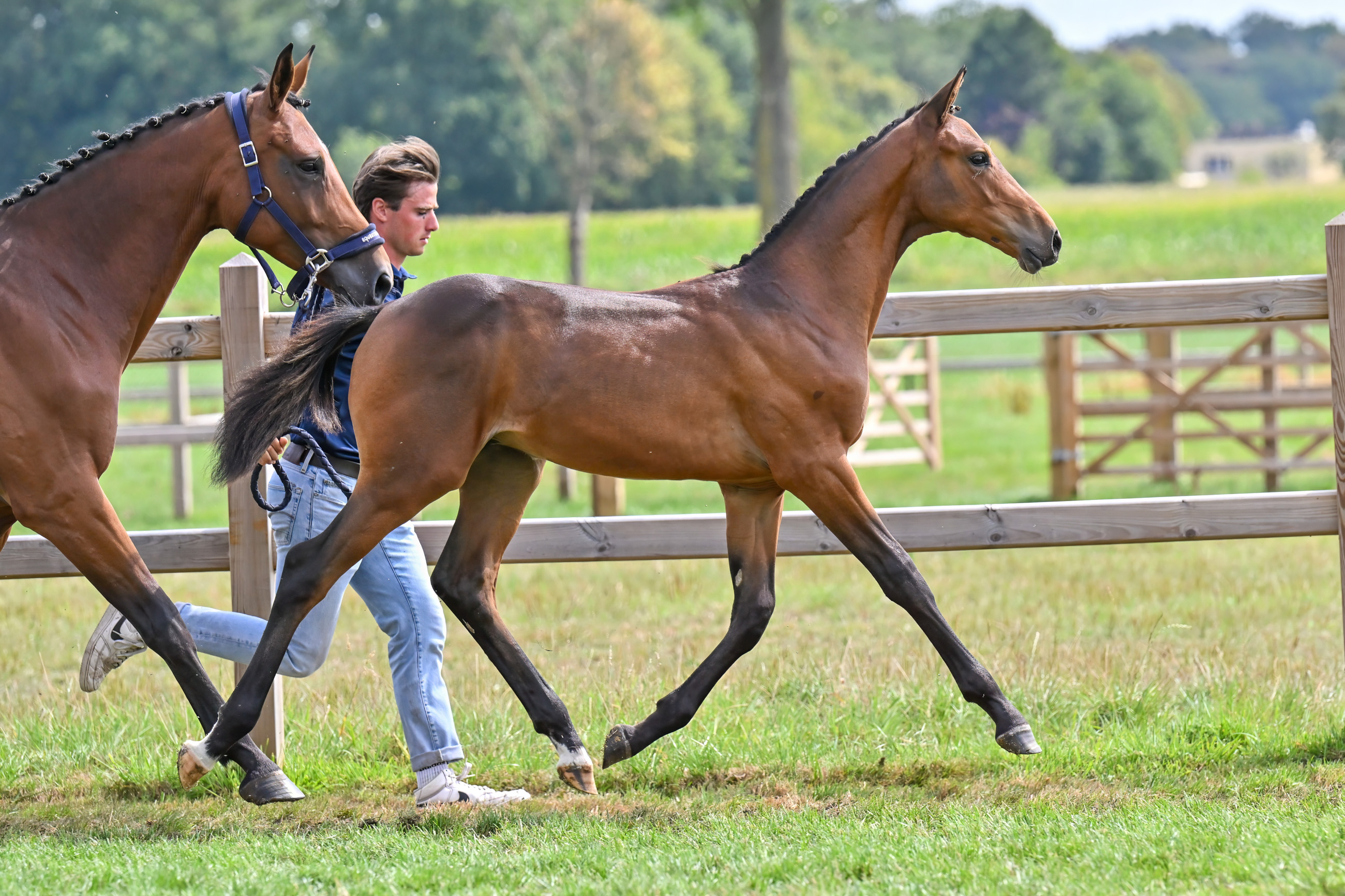 Clever van de Pitsemburg - image 2