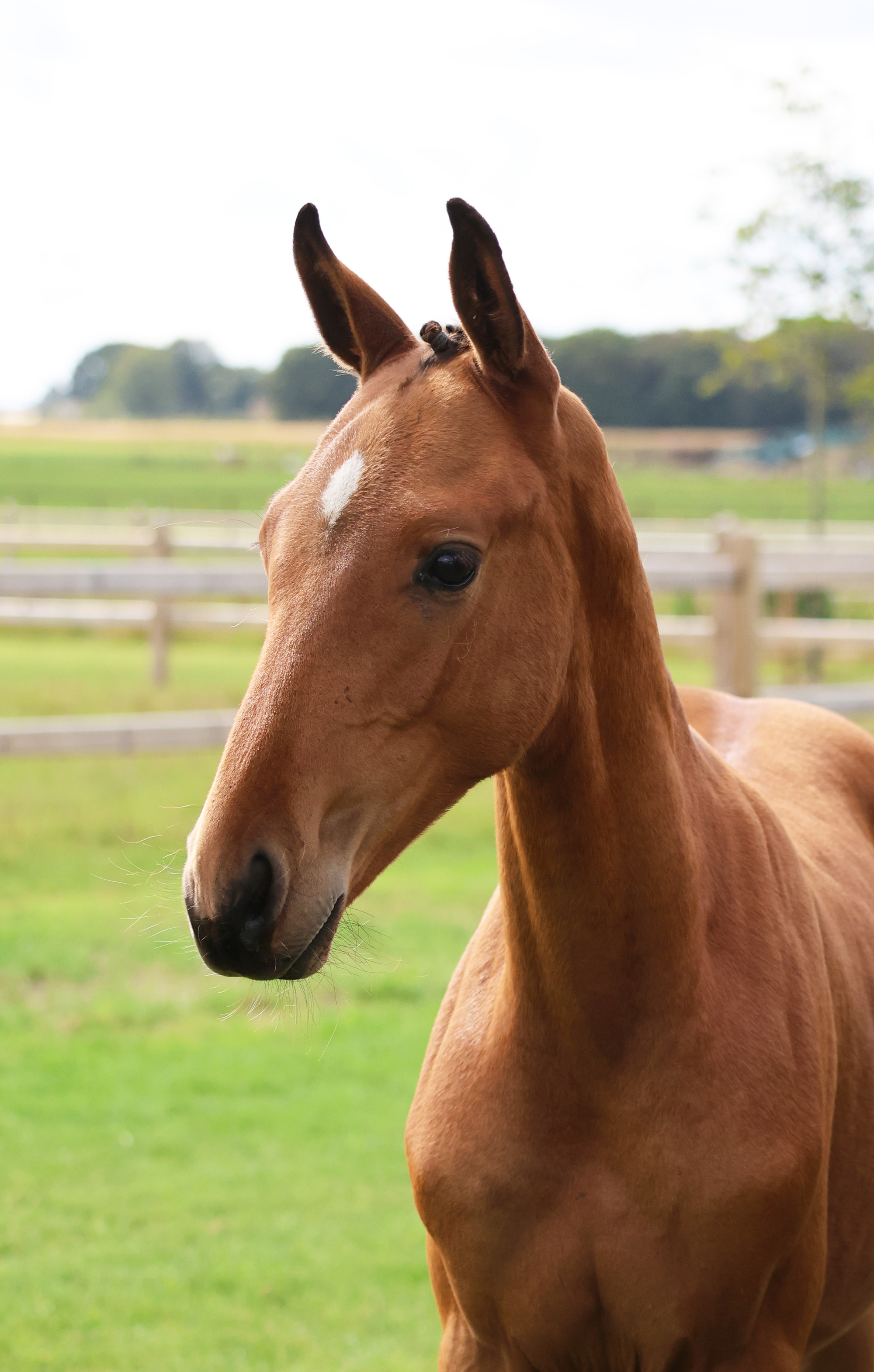 Mylo van de holsteinerhoeve - image 3