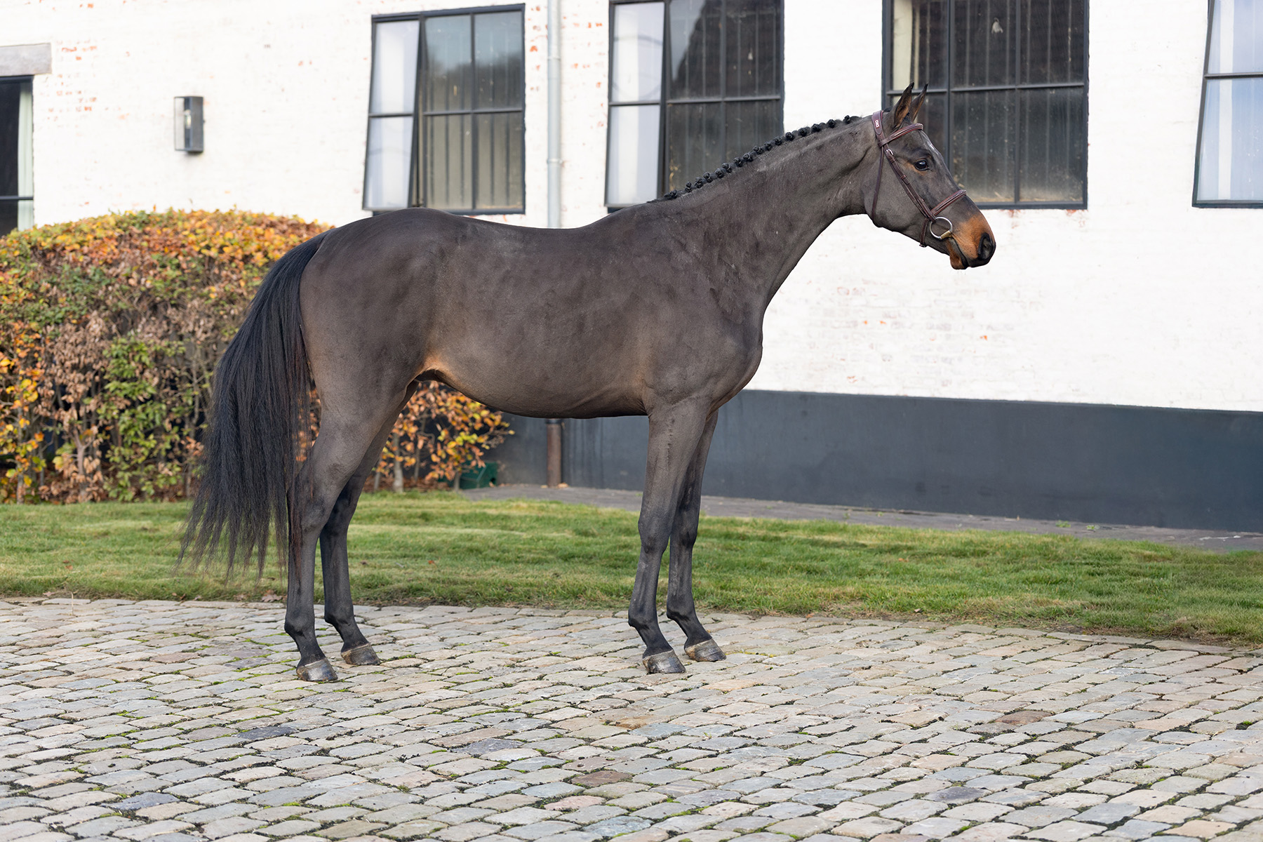 Carlaya vh Beeckhof Z - image 2
