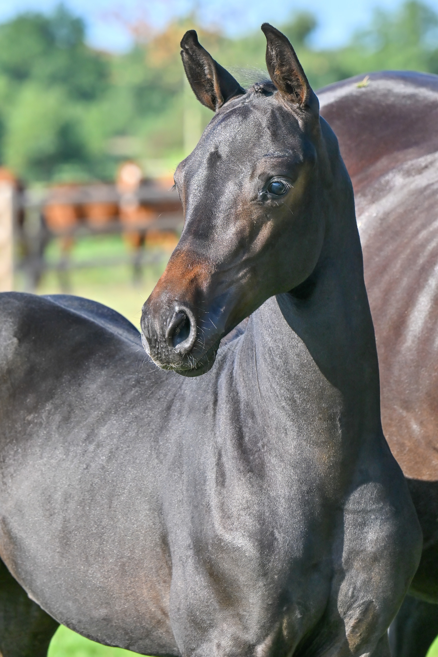 Patron De L'Equipe Z - image 3