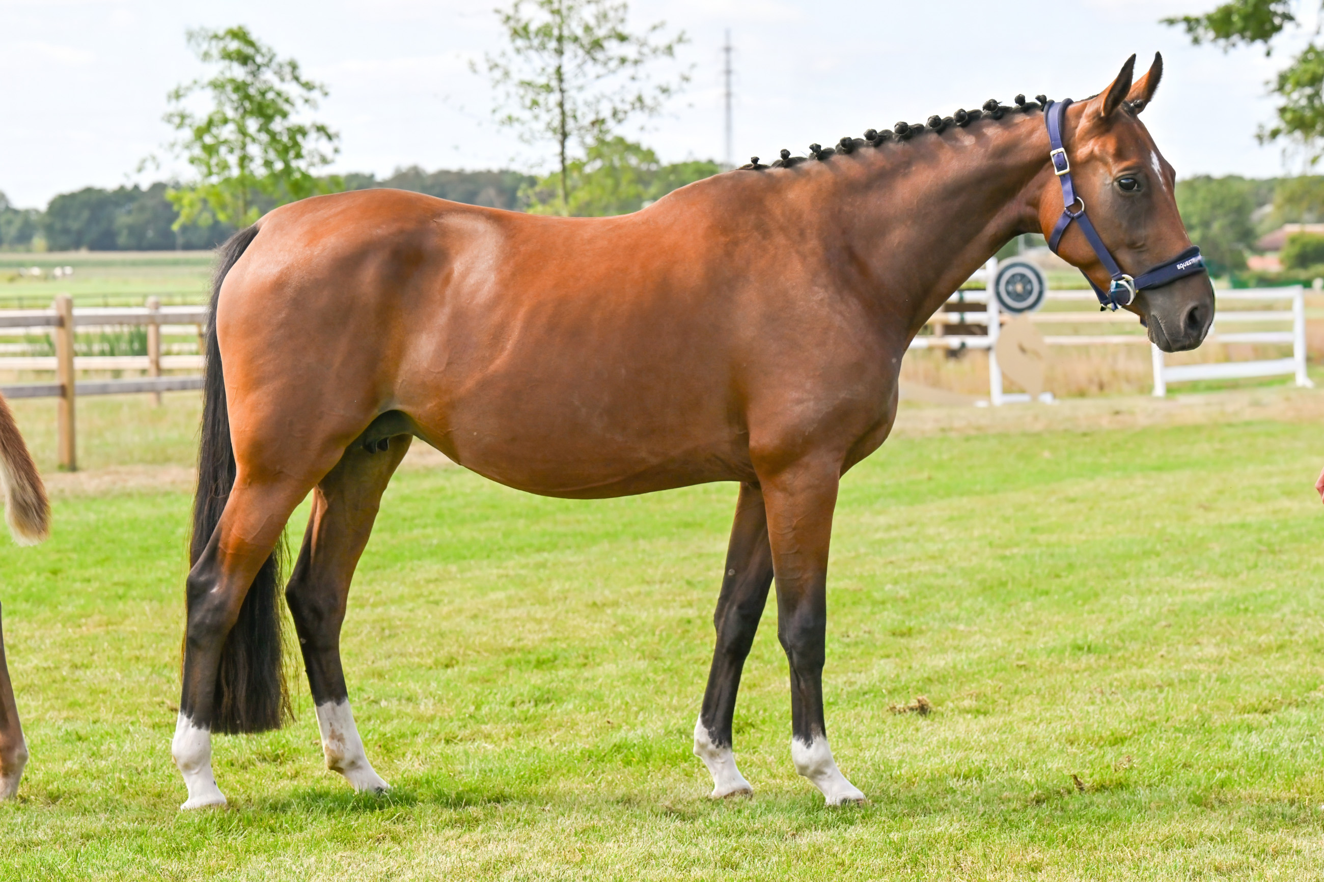Sunshine Ter Leydonck + Classy Ter Leydonck - image 4
