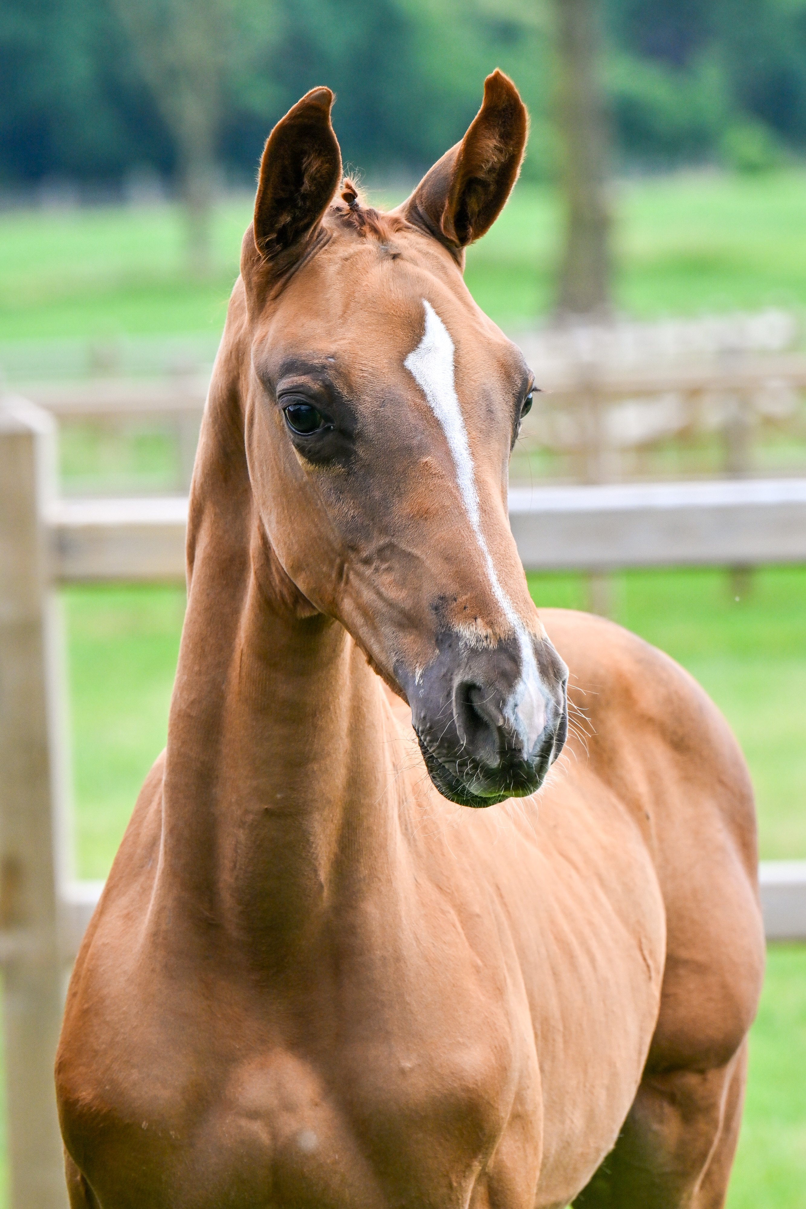 Baco flip Eyckeveld Z - image 3