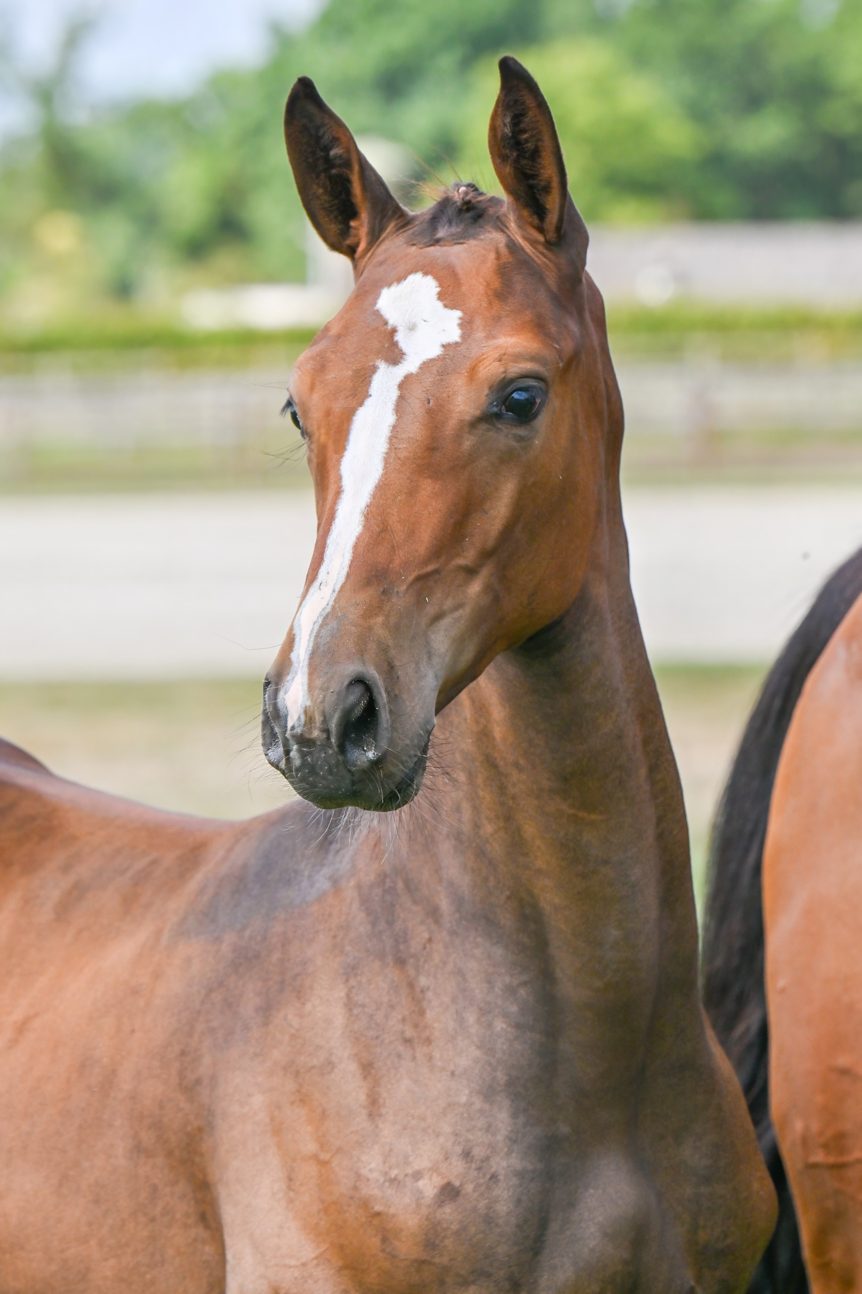 Carotte van de Polderblues - image 3