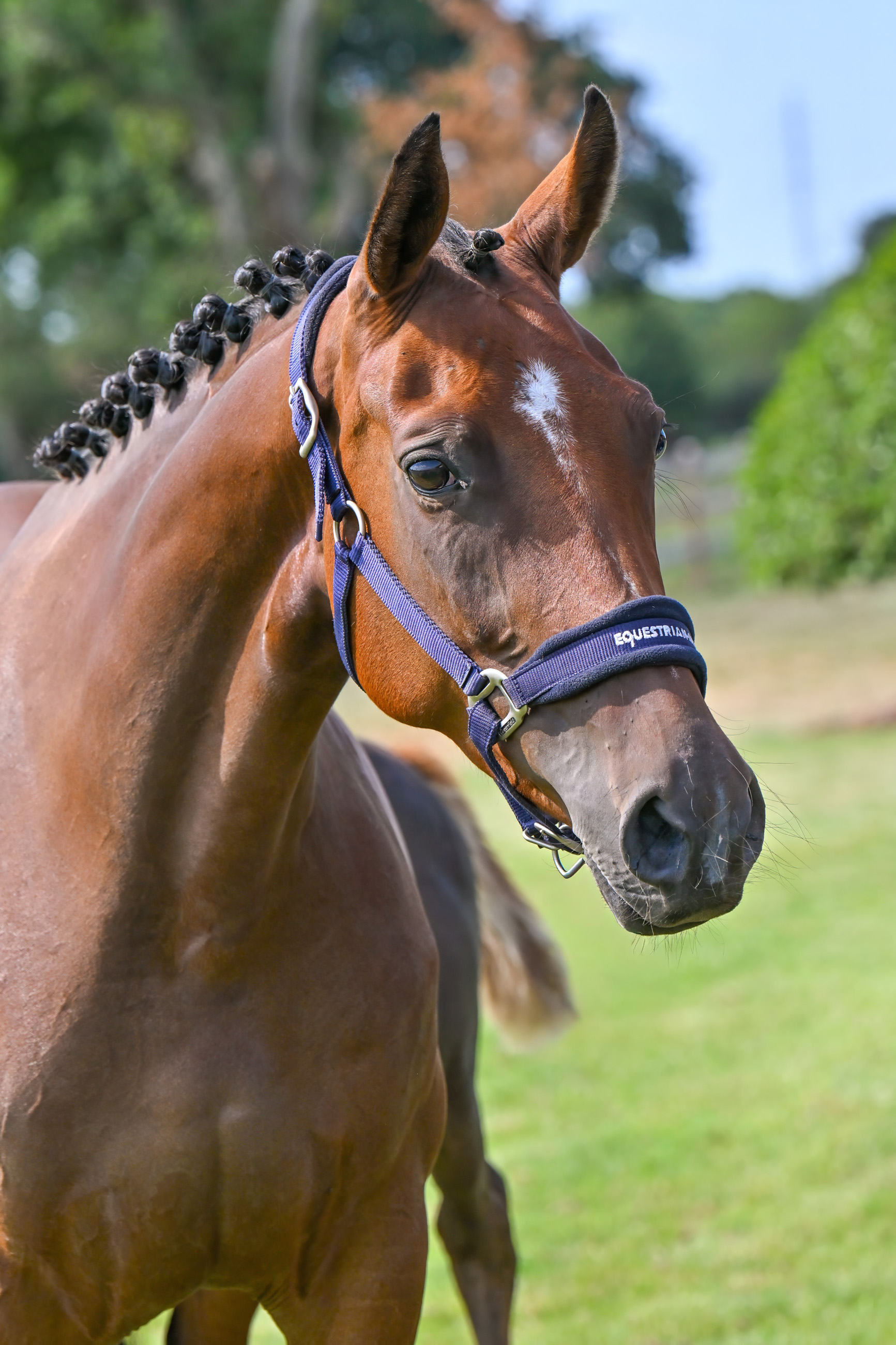 Sunshine Ter Leydonck + Classy Ter Leydonck - image 6