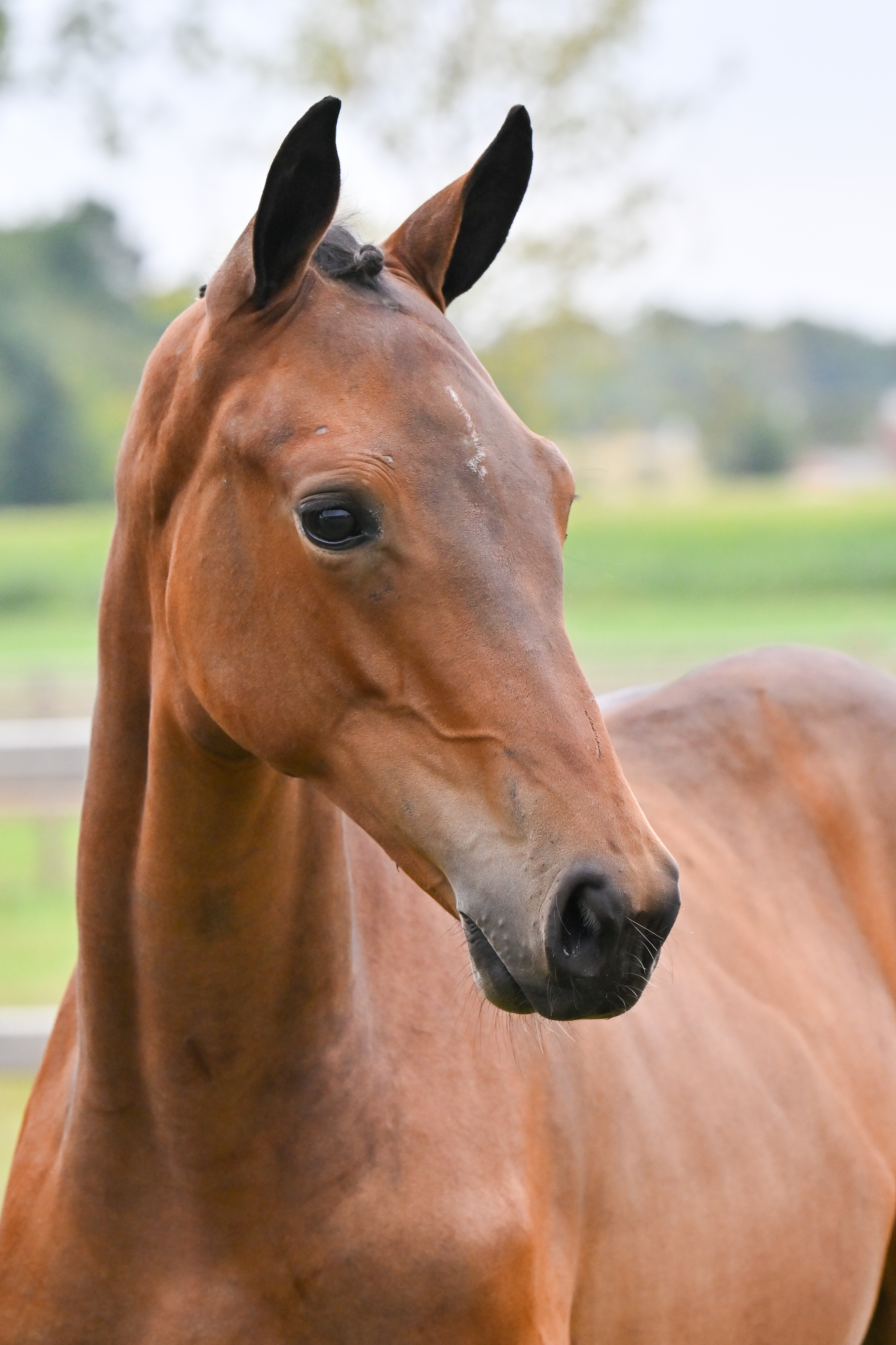 Calvina E4U Z - image 3