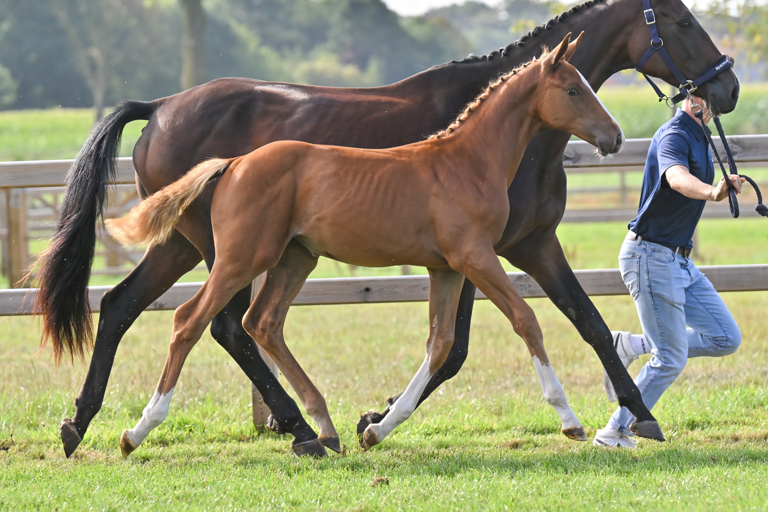 Elite De L'Equipe Z - image 2