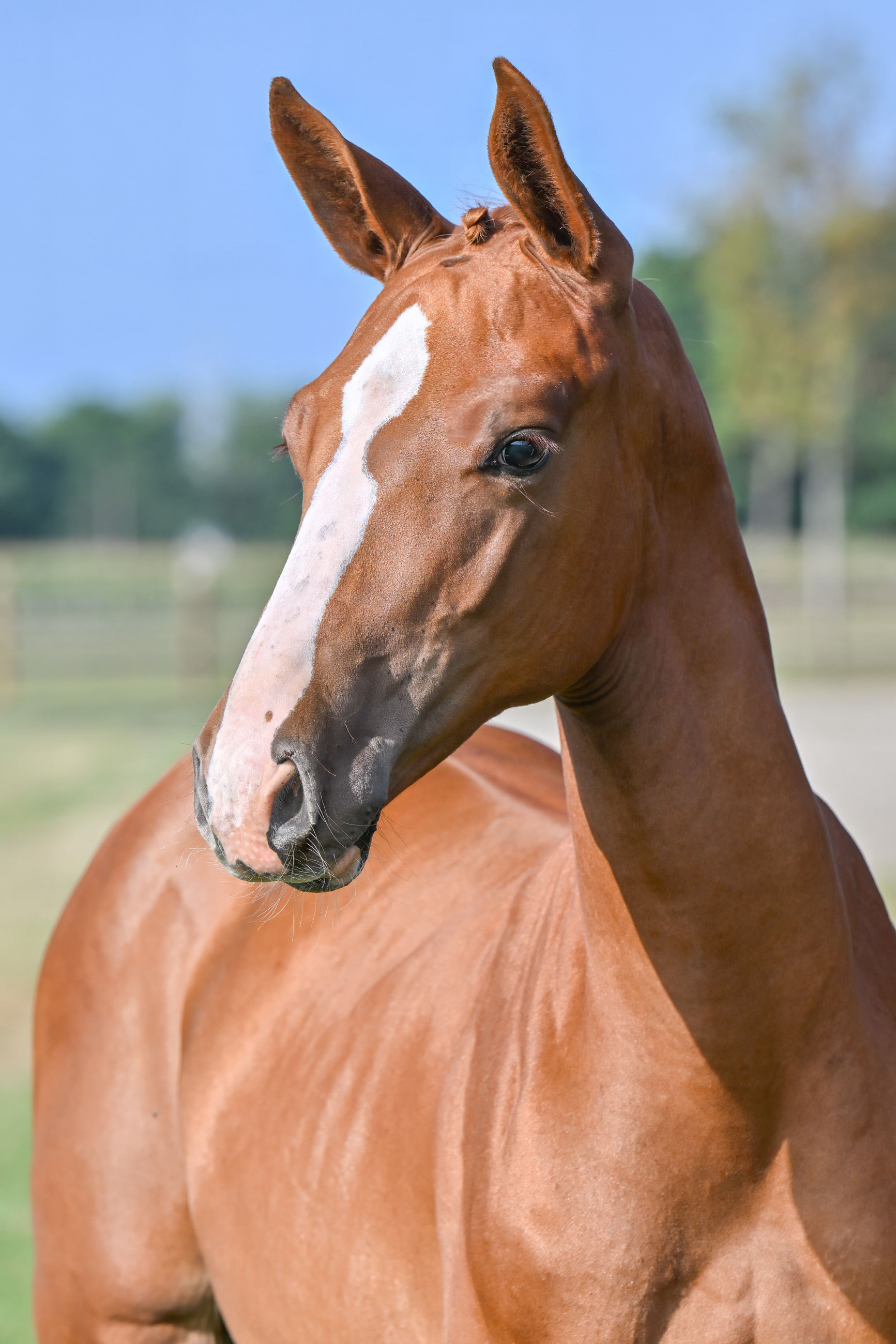Elite De L'Equipe Z - image 3