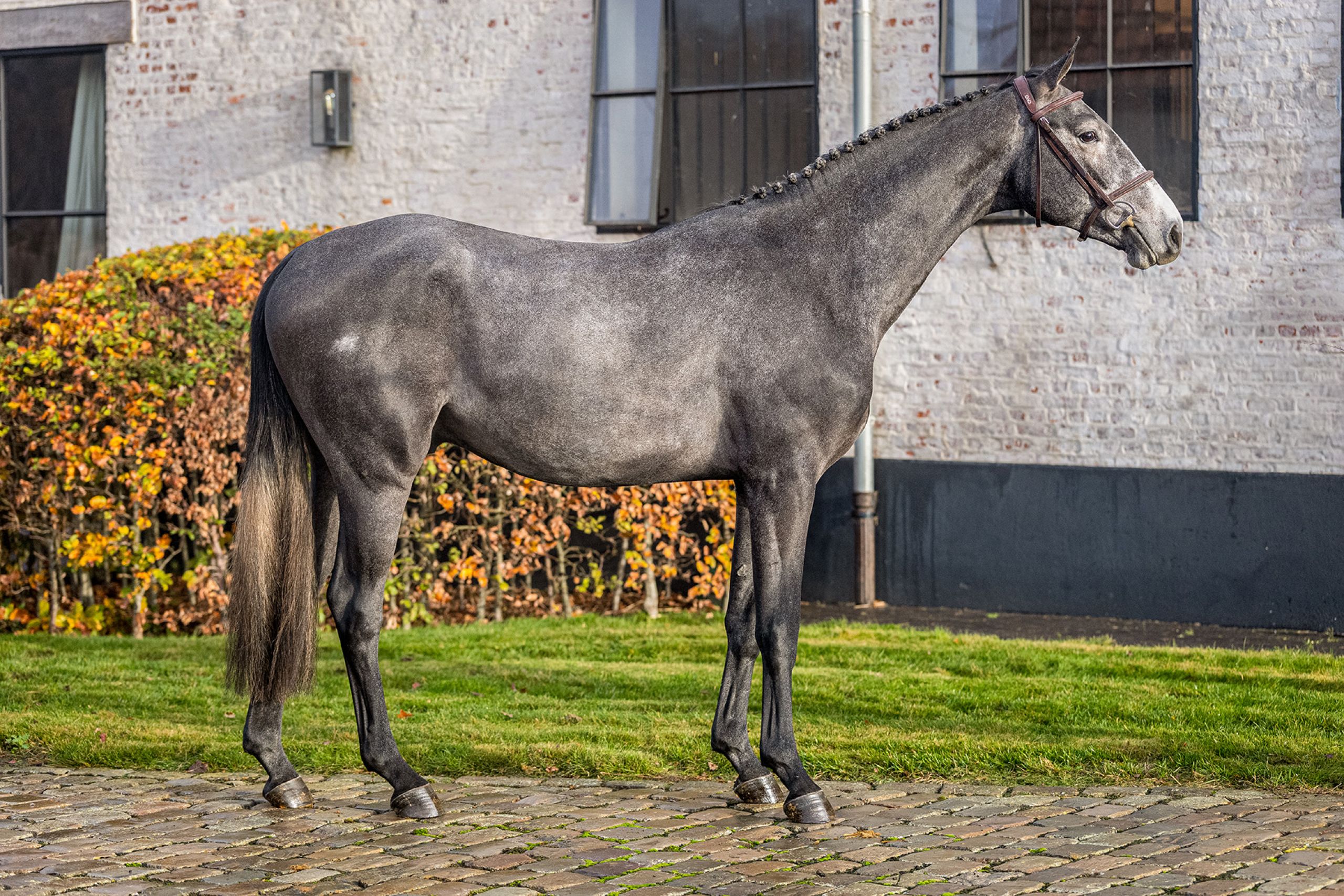 Kilimanjaro vh Beeckhof Z - image 2