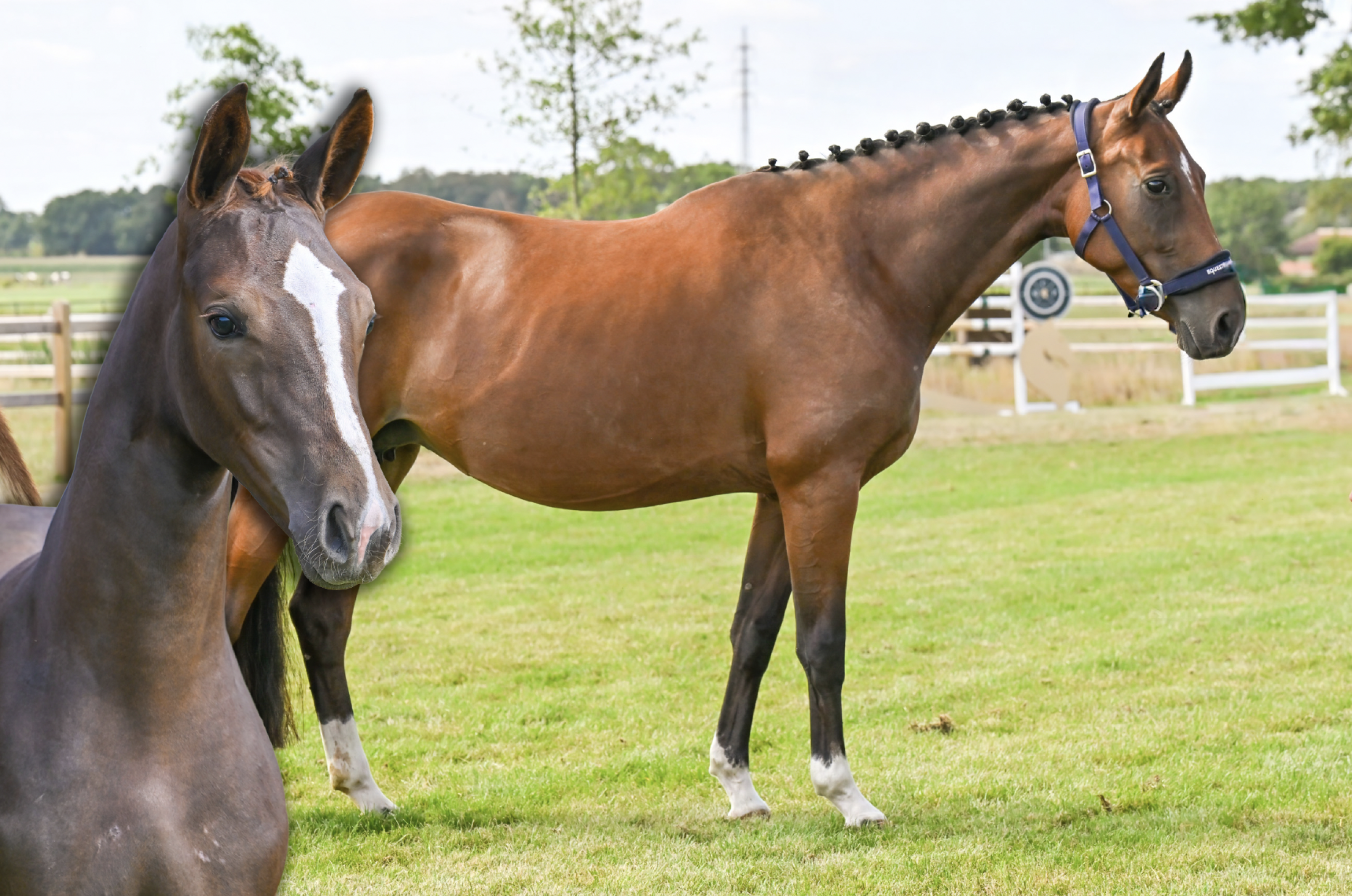 Sunshine Ter Leydonck + Classy Ter Leydonck