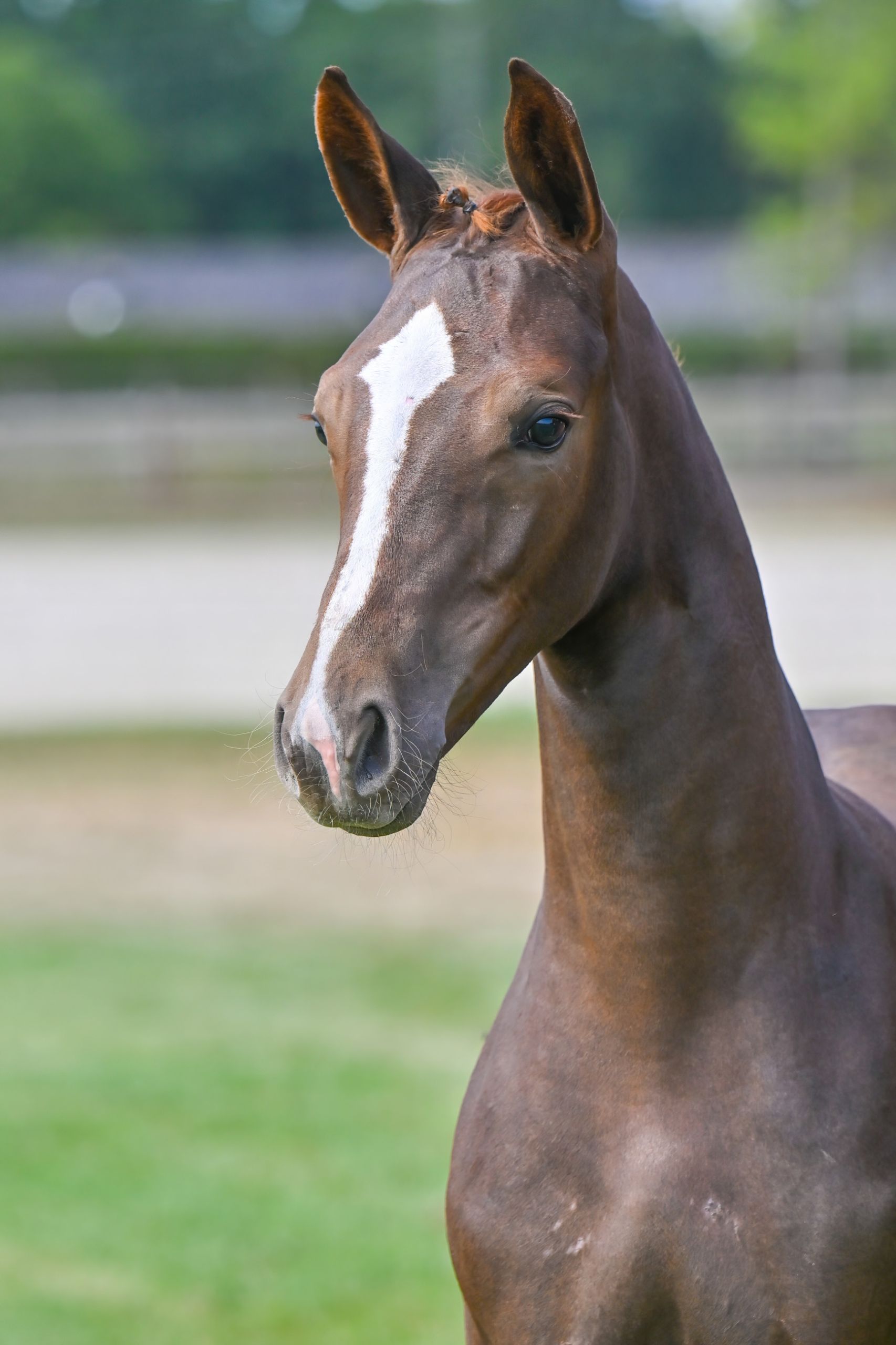 Sunshine Ter Leydonck + Classy Ter Leydonck - image 5