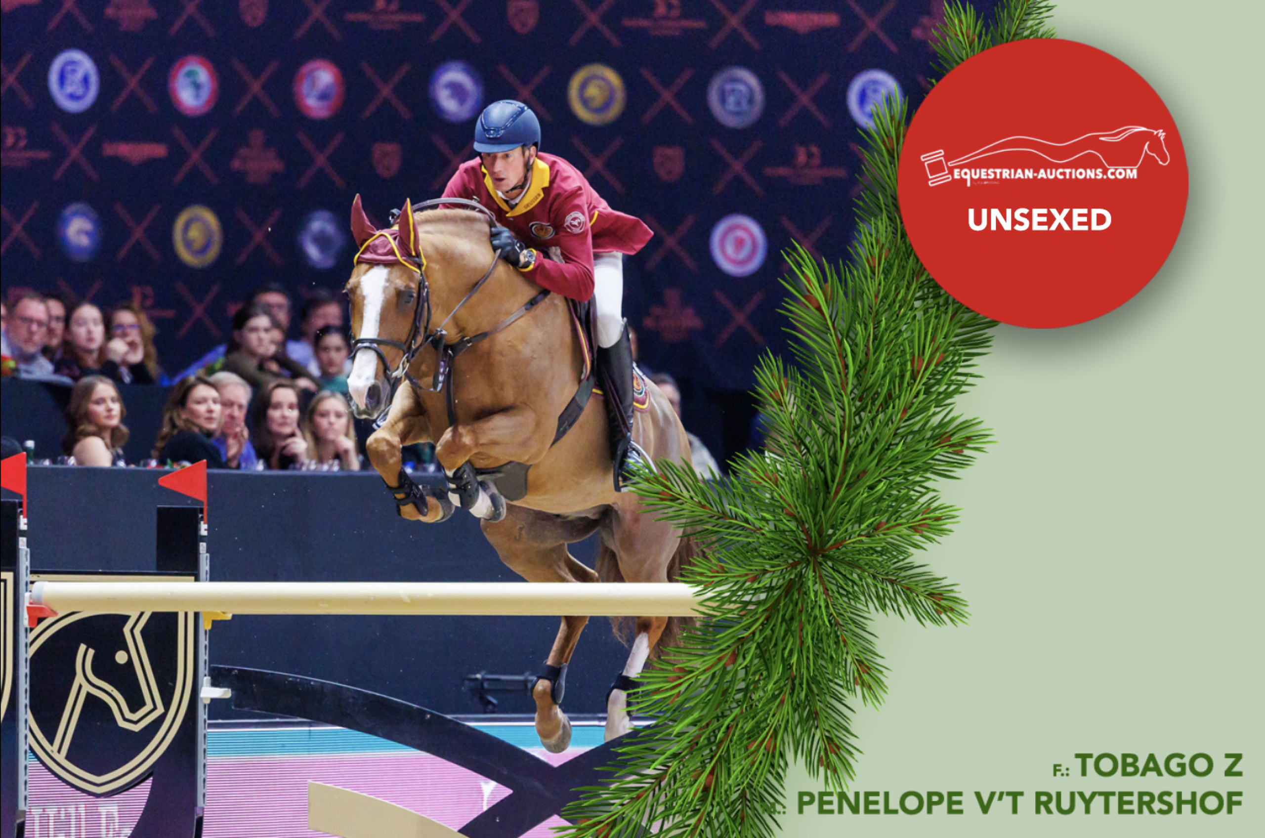 Embryo (Scuderia 1918 tobago z x Penelope Van 'T Ruytershof)