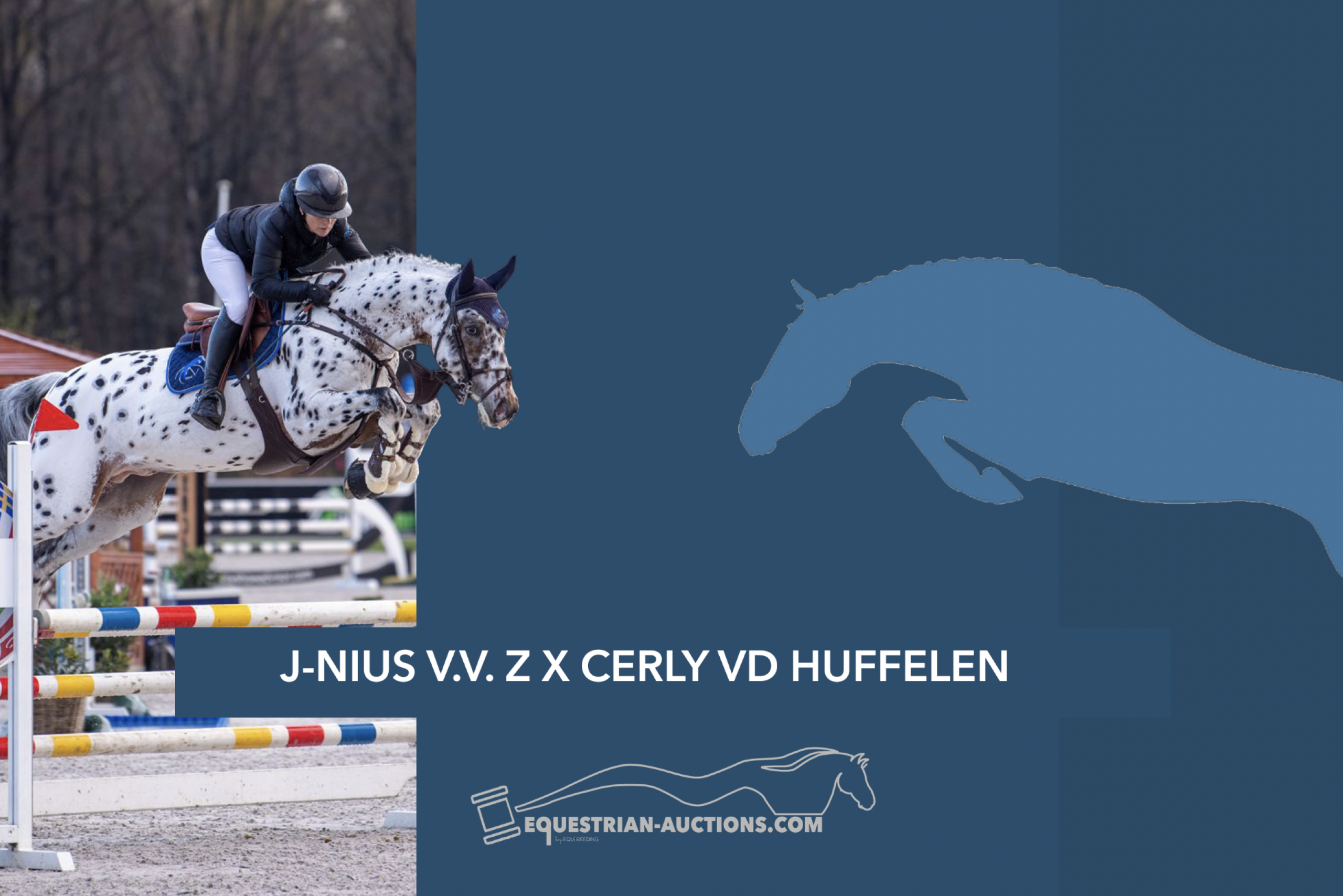Embryo (J-Nius V.V. z x Cerly van de huffelen z)