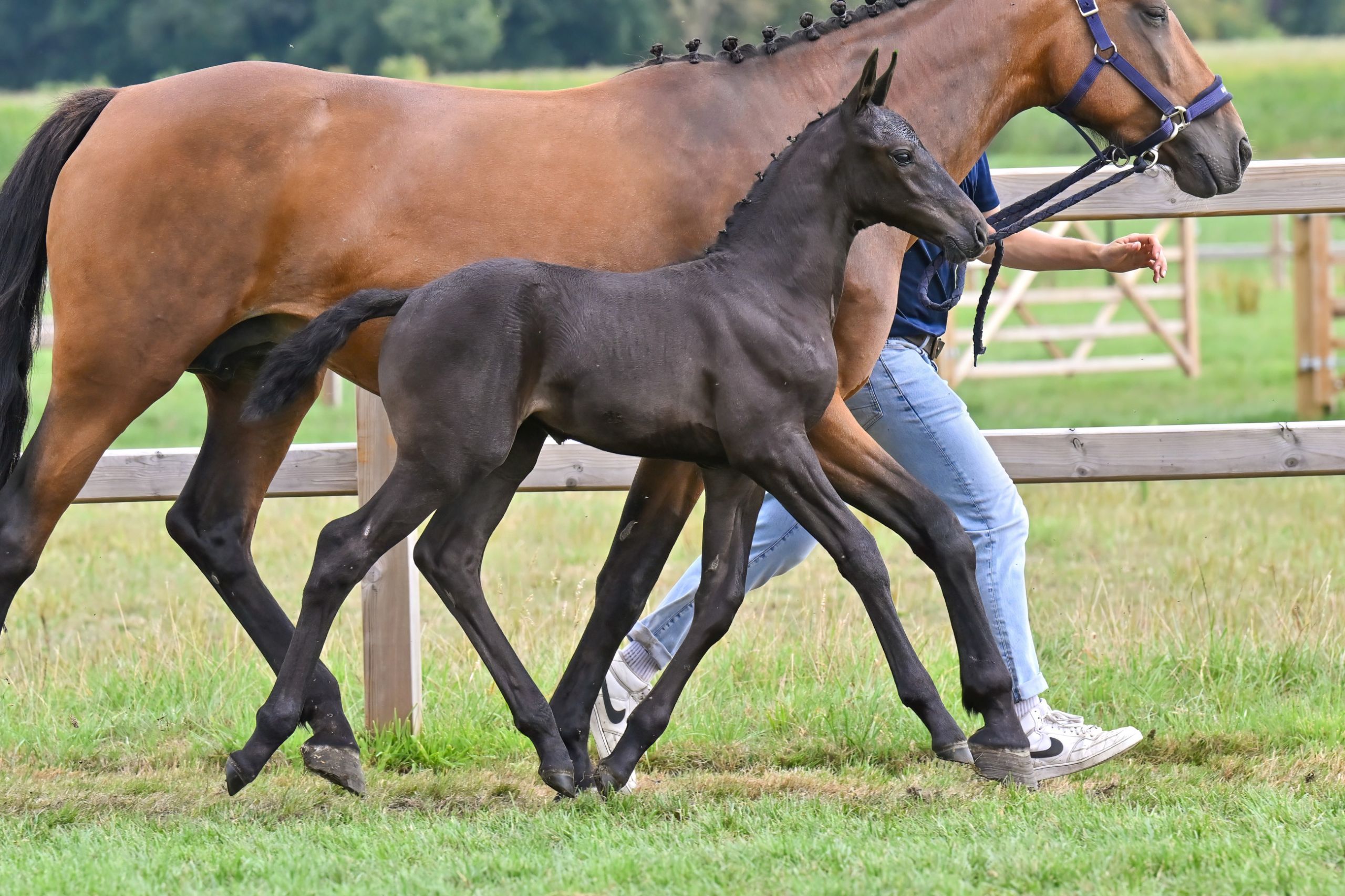 Corunas-K van Kattenheye - image 2