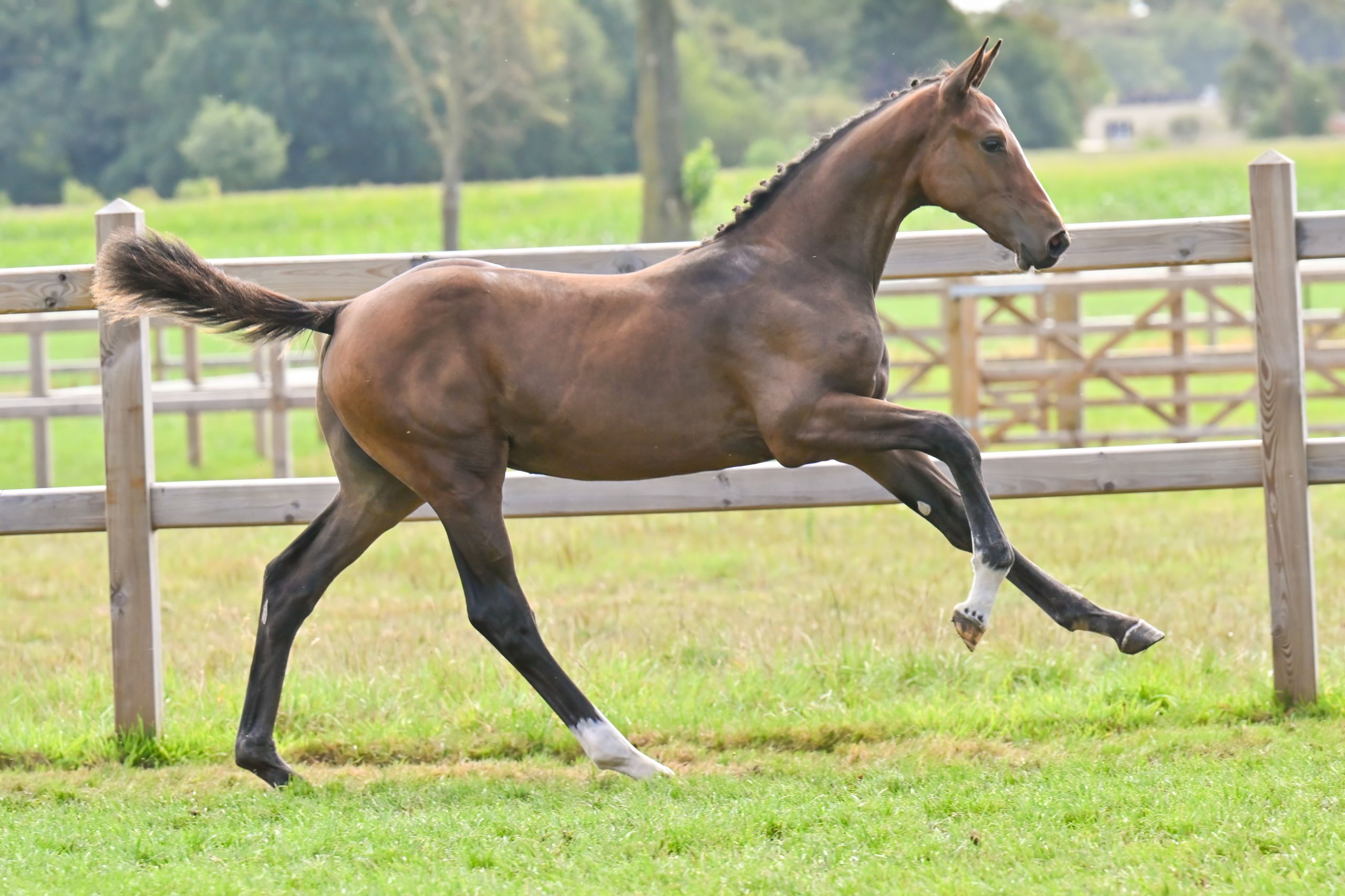 Carotte van de Polderblues