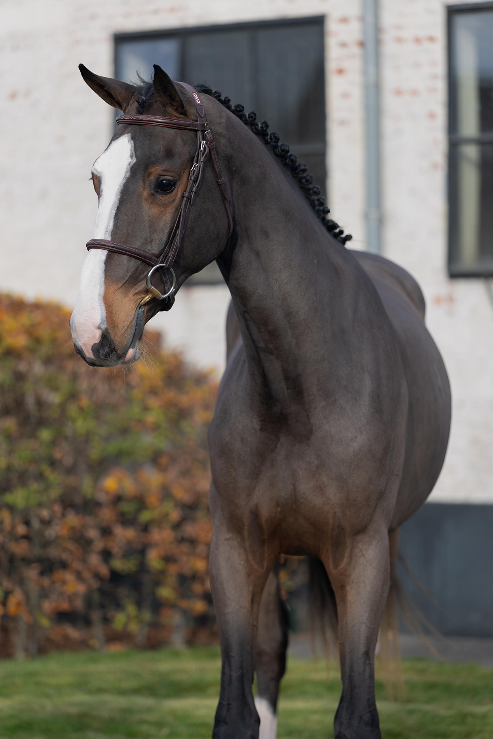Dalton vd Drie Eiken - image 3