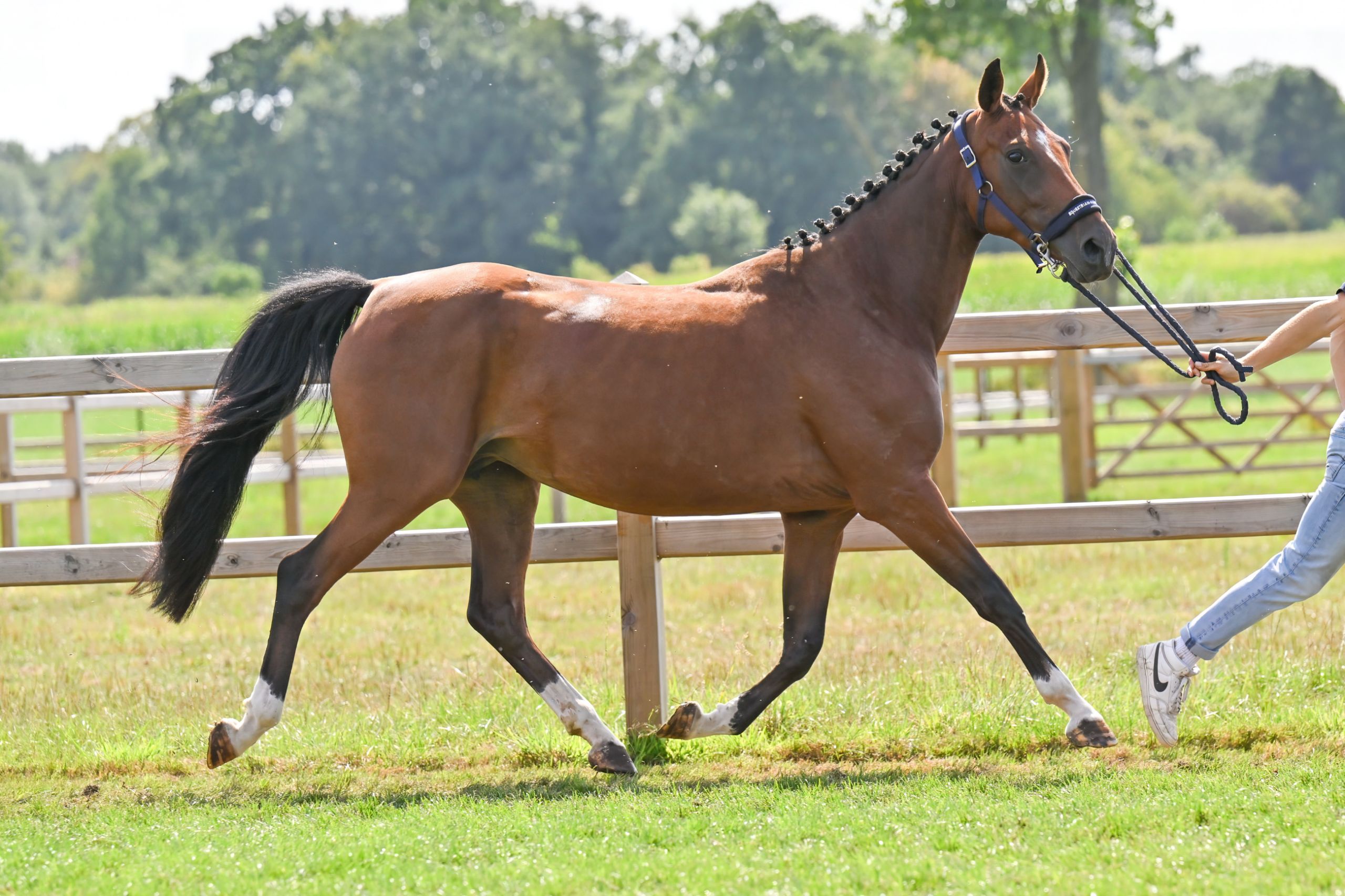 Sunshine Ter Leydonck + Classy Ter Leydonck - image 7