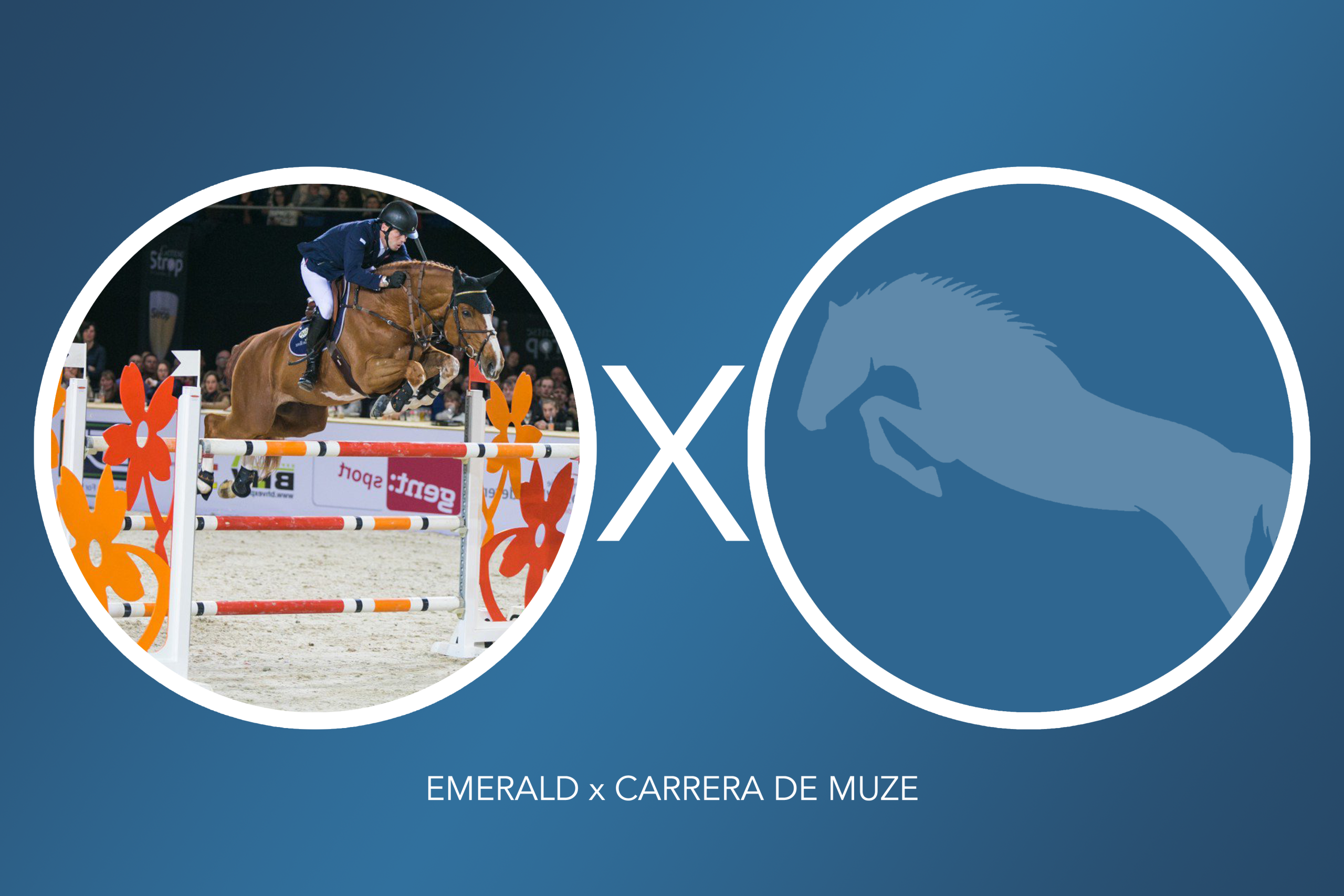 embryo (emerald x carrera de muze)