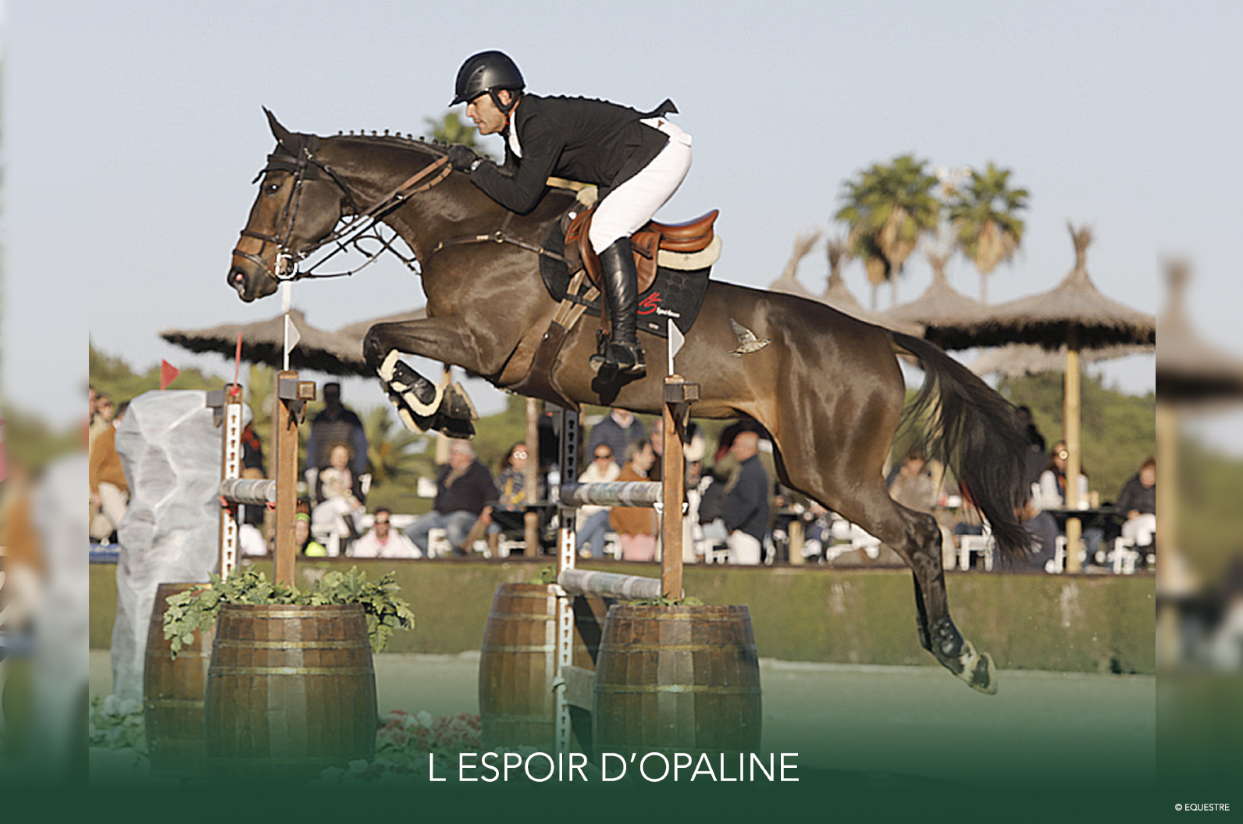 Embryo (Cornet Obolensky x lespoir d'opaline vd caatshoeve) - image 2